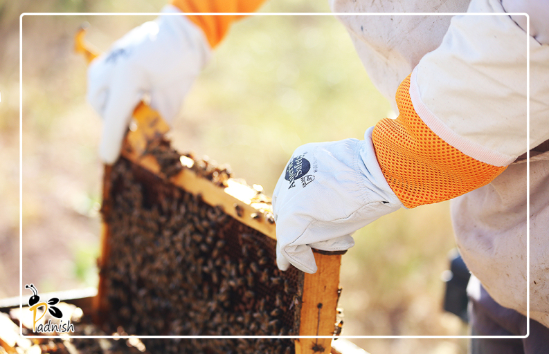 محصولات زنبورداری پادنیش. دستکش زنبورداری پادنیش