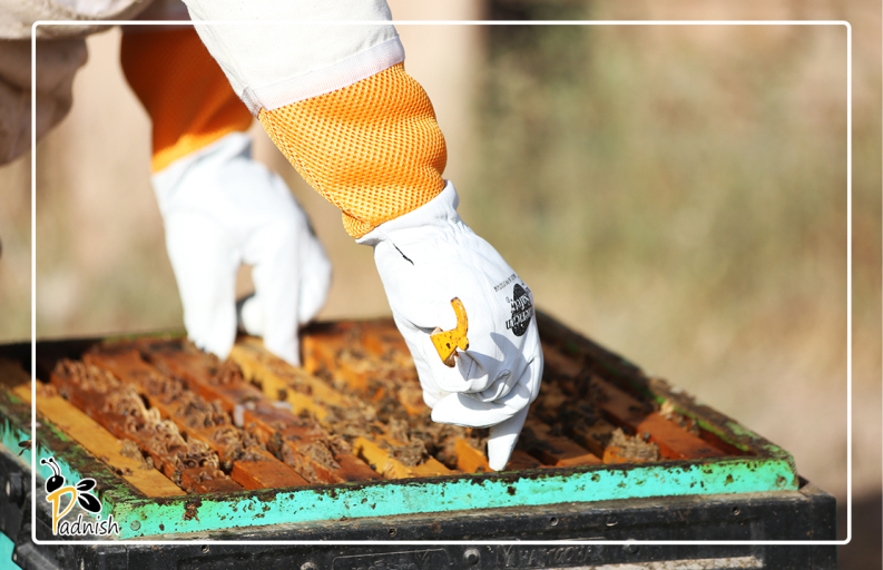 محصولات زنبورداری پادنیش. دستکش زنبورداری پادنیش