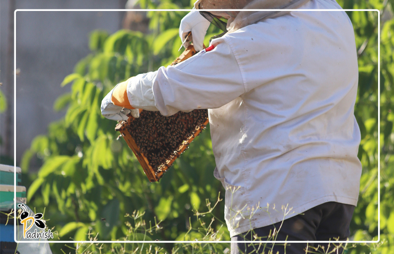 محصولات زنبورداری پادنیش. دستکش زنبورداری پادنیش